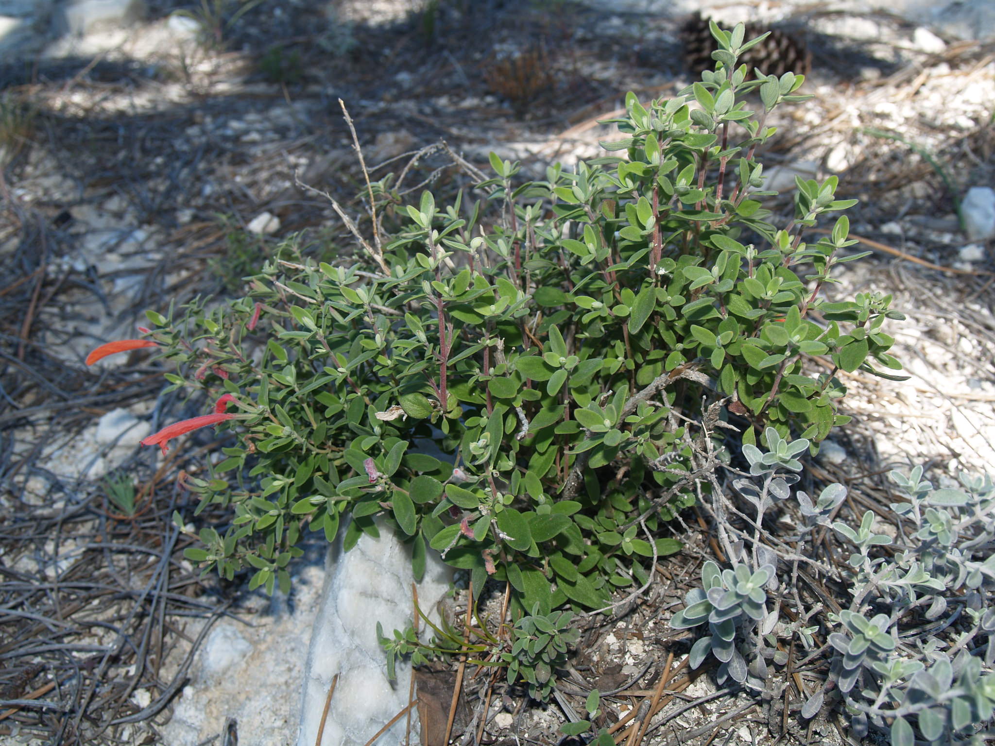 Poliomintha longiflora